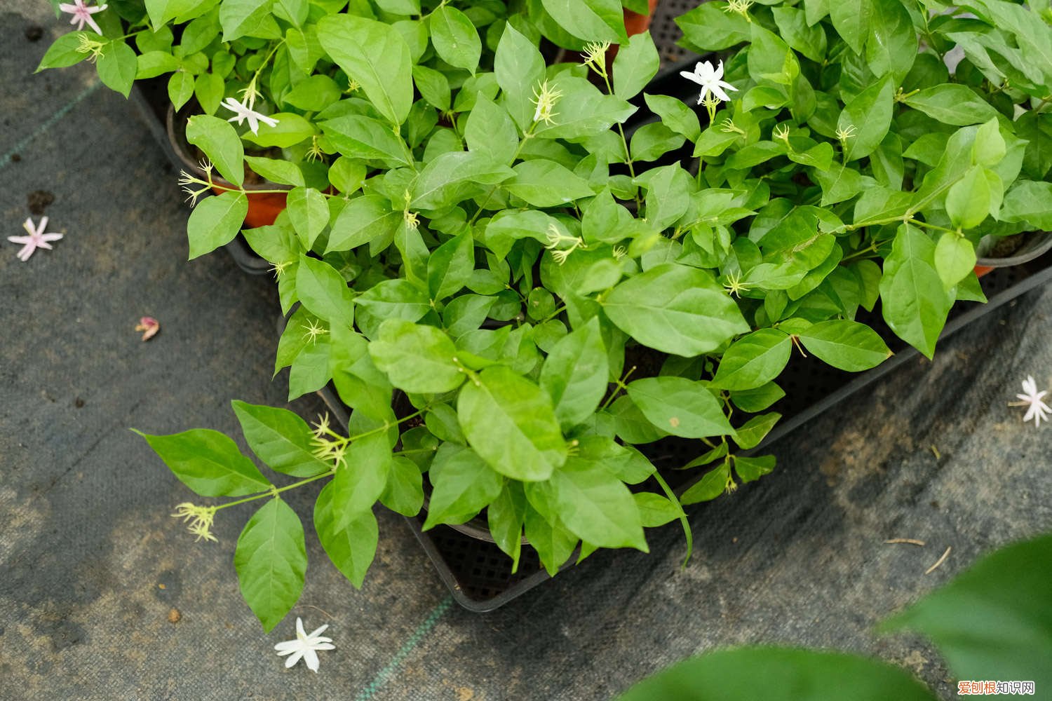 泰国垂丝茉莉花怎么养 茉莉花怎么养