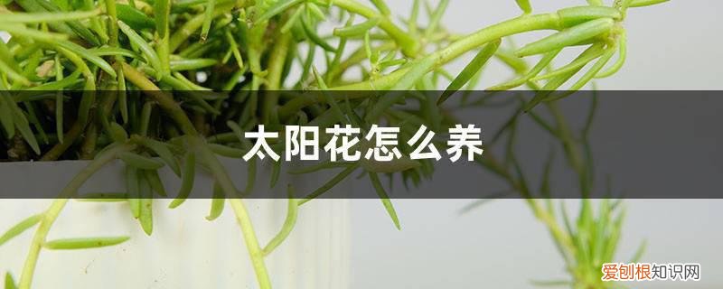 太阳花怎么养成老桩 太阳花怎么养