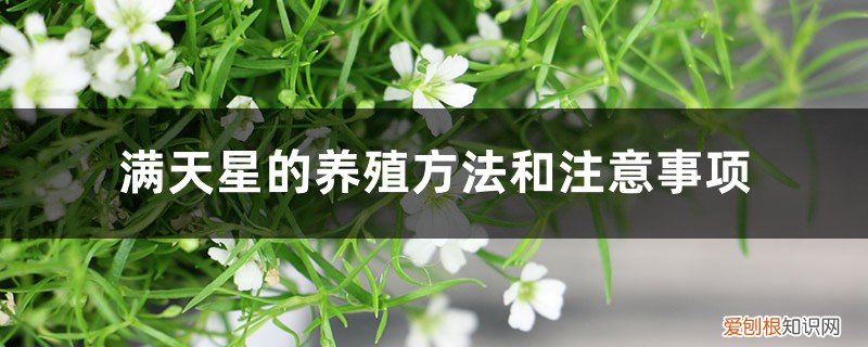 满天星的养殖方法和注意事项有哪些 满天星的养殖方法和注意事项