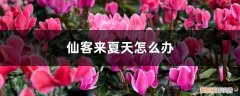 仙客来怎样度夏 仙客来夏天怎么办