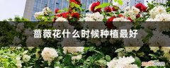 蔷薇花什么时候种植最好看 蔷薇花什么时候种植最好