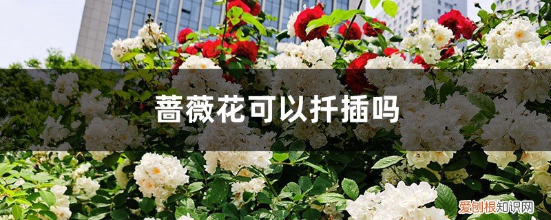 蔷薇可以扦插吗? 蔷薇花可以扦插吗