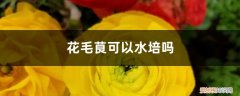 花毛茛 水培 花毛茛可以水培吗