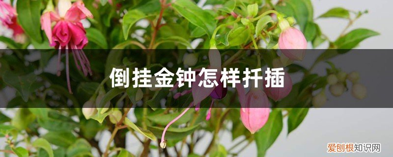 倒挂金钟怎么扦插成活率高 倒挂金钟怎样扦插