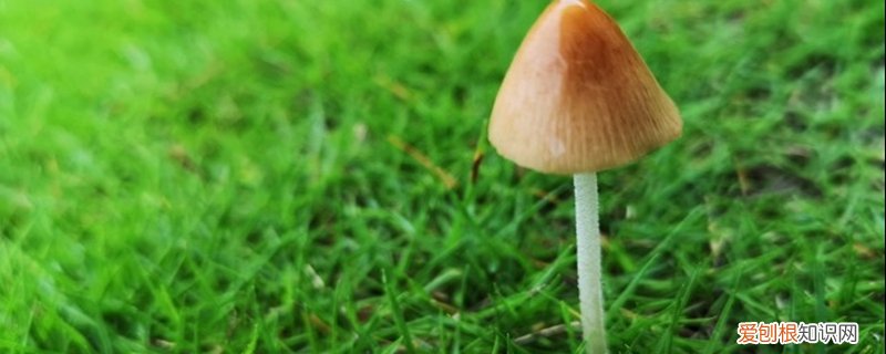 花盆里长蘑菇是为什么 花盆里长出了蘑菇预示着什么