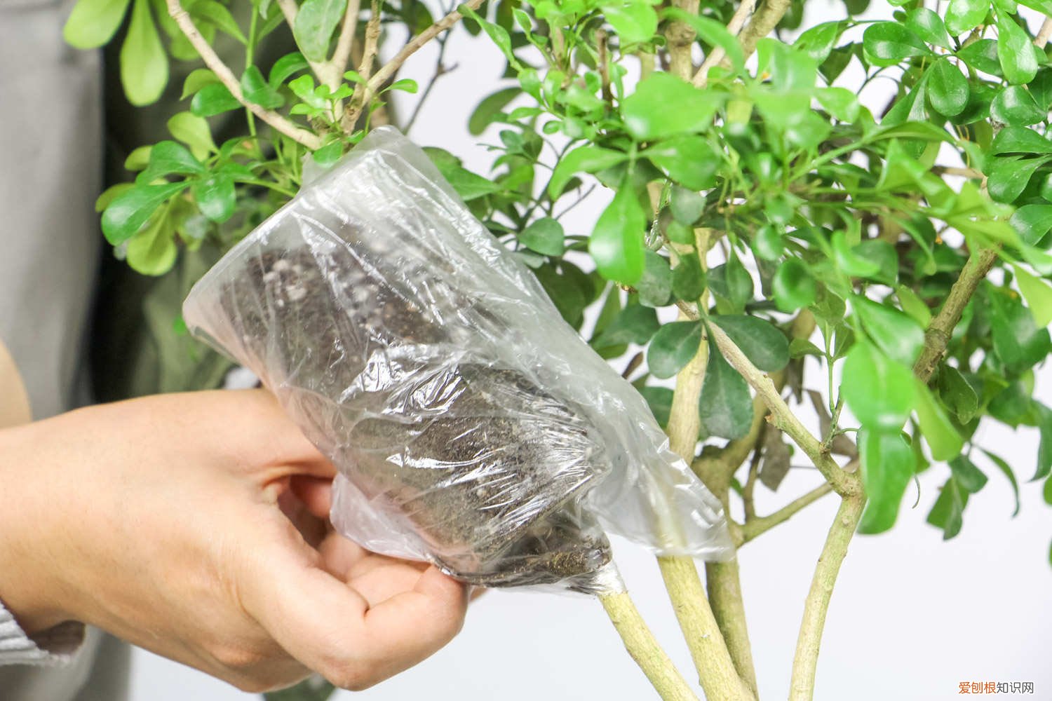 米兰怎么水培扦插 米兰剪枝水培的方法