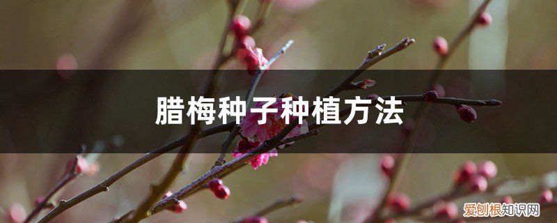 腊梅种子种植方法图片 腊梅种子种植方法