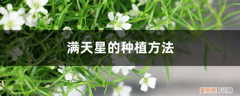 满天星的种植方法和技术 满天星的种植方法