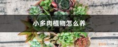 小多肉植物怎么养护 小多肉植物怎么养