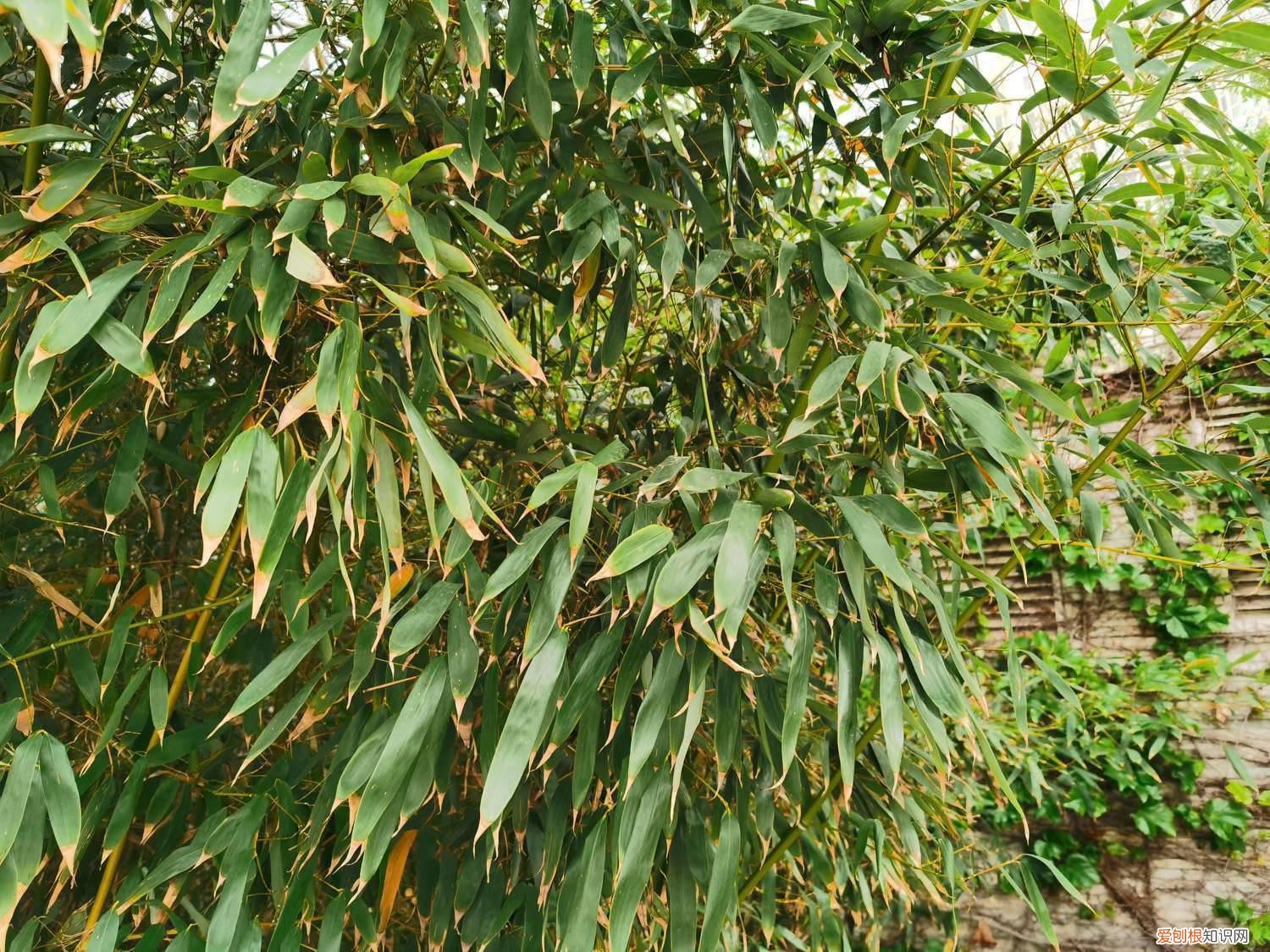 节节高竹子叶子发黄怎么补救 竹子叶子发黄怎么补救