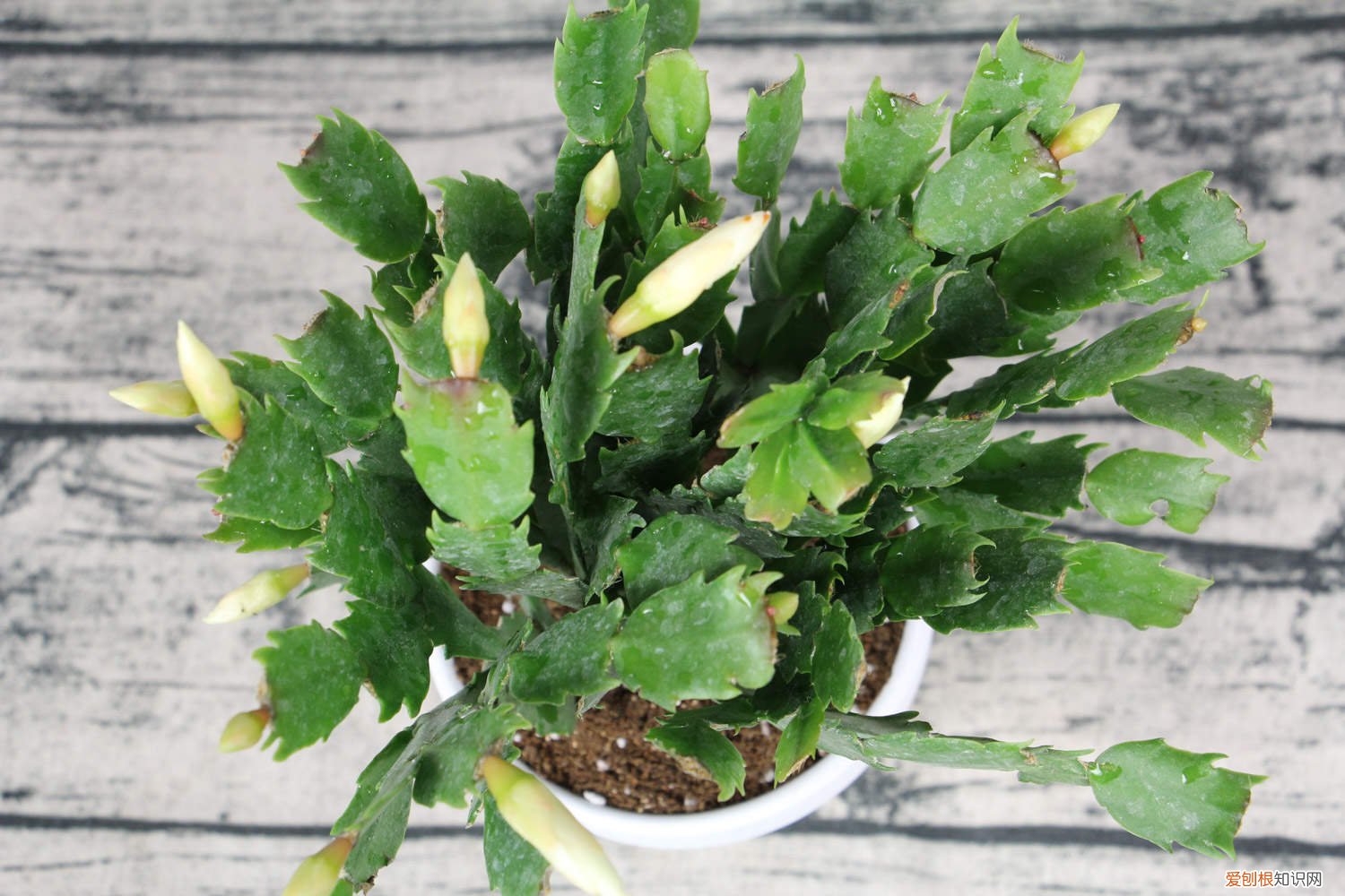 蟹爪兰的扦插方法视频 蟹爪兰的扦插方法