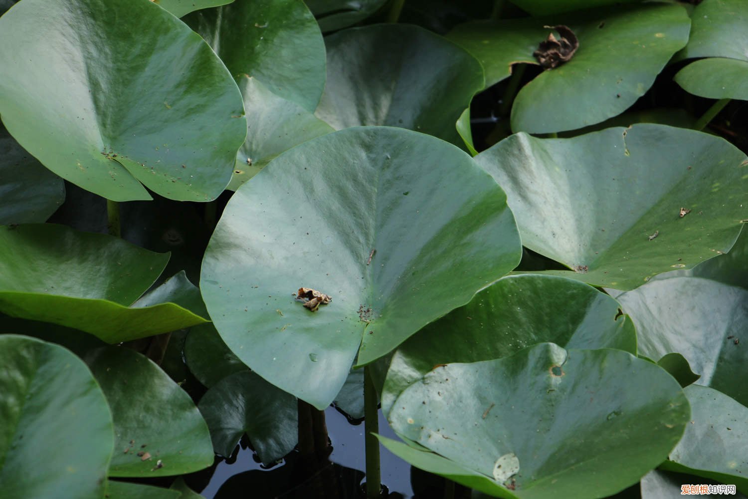 睡莲种植的条件有哪些方法 睡莲种植的条件有哪些