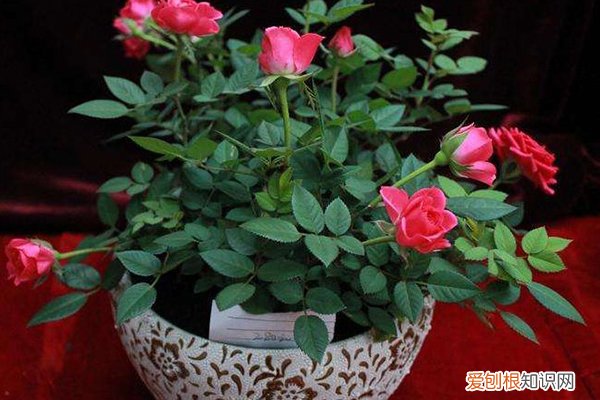 5种花现在扦插正当时 这“3种”花，一扦插就能活，赶上秋季最后的一班车！