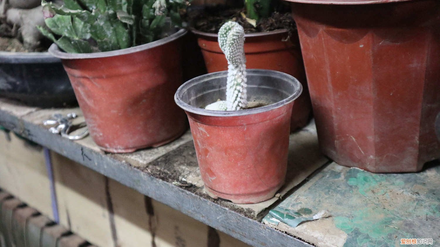 仙人掌秋天怎么养护好 仙人掌秋天怎么养
