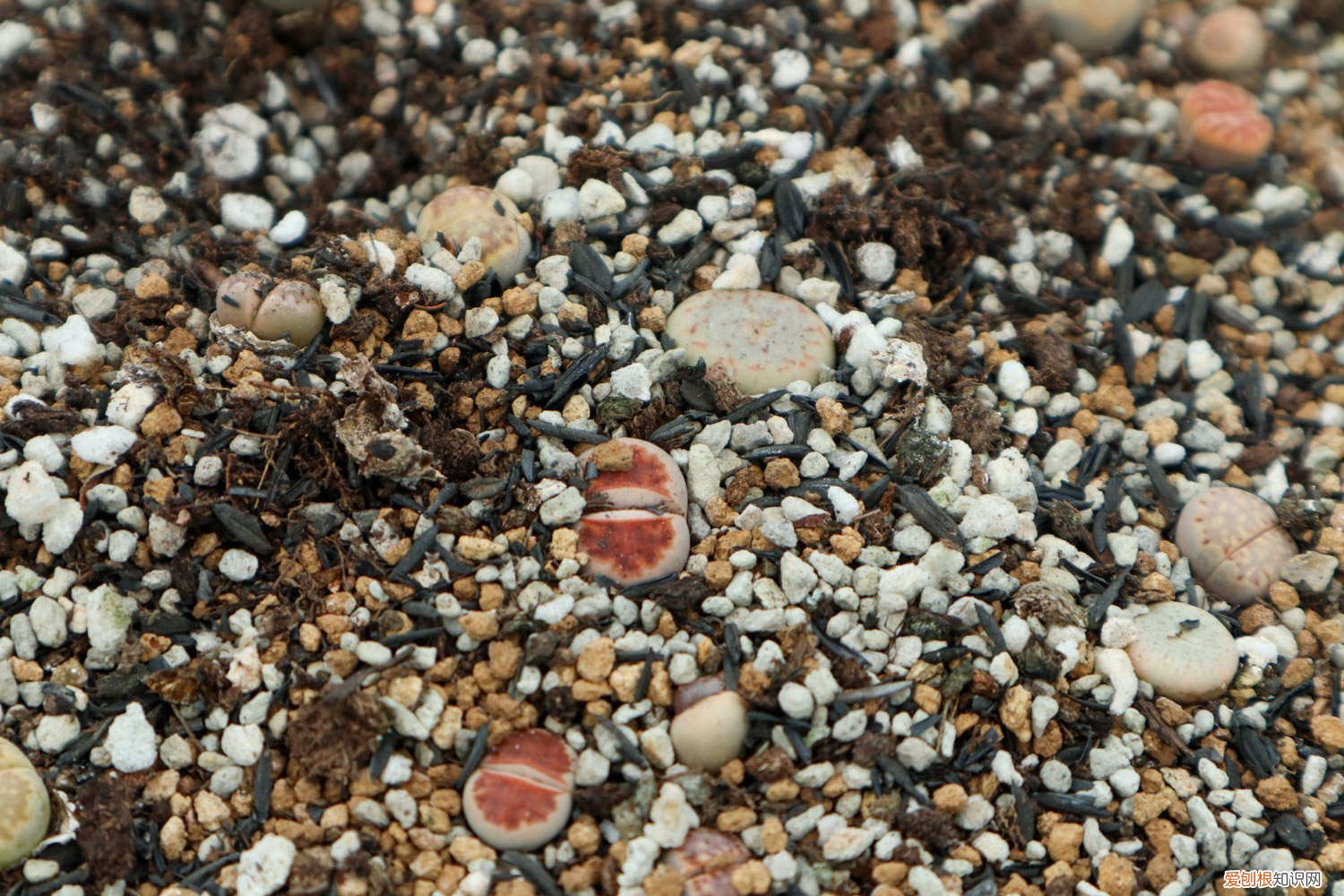 立秋后生石花怎么养 生石花秋天怎么养