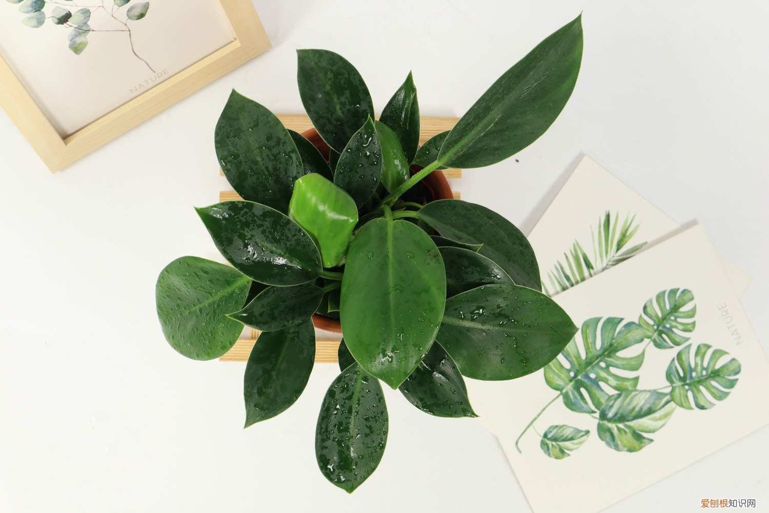 金钻养在什么地方好 金钻秋天怎么养