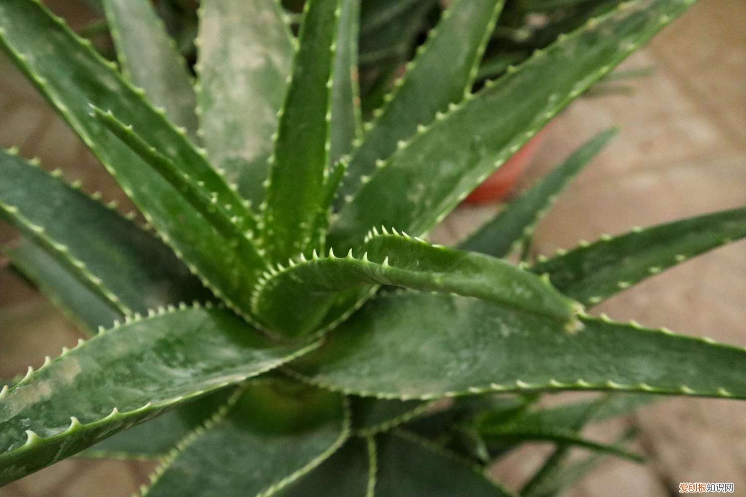 怎样种植芦荟才能快速生长 怎样种植芦荟