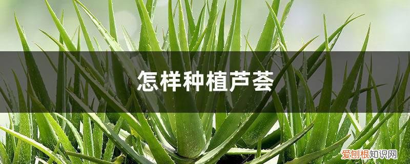 怎样种植芦荟才能快速生长 怎样种植芦荟