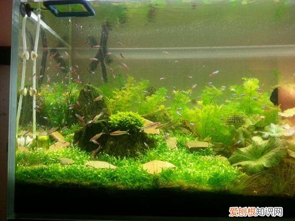 鱼缸滤材多久换一次 鱼缸滤材更换时间