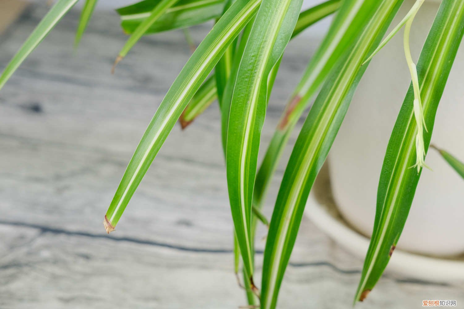 淘米水可以浇吊兰吗图片 淘米水可以浇吊兰吗
