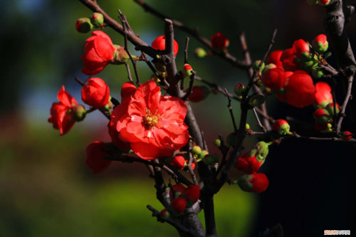 木瓜树种植方法图片 木瓜树种植方法