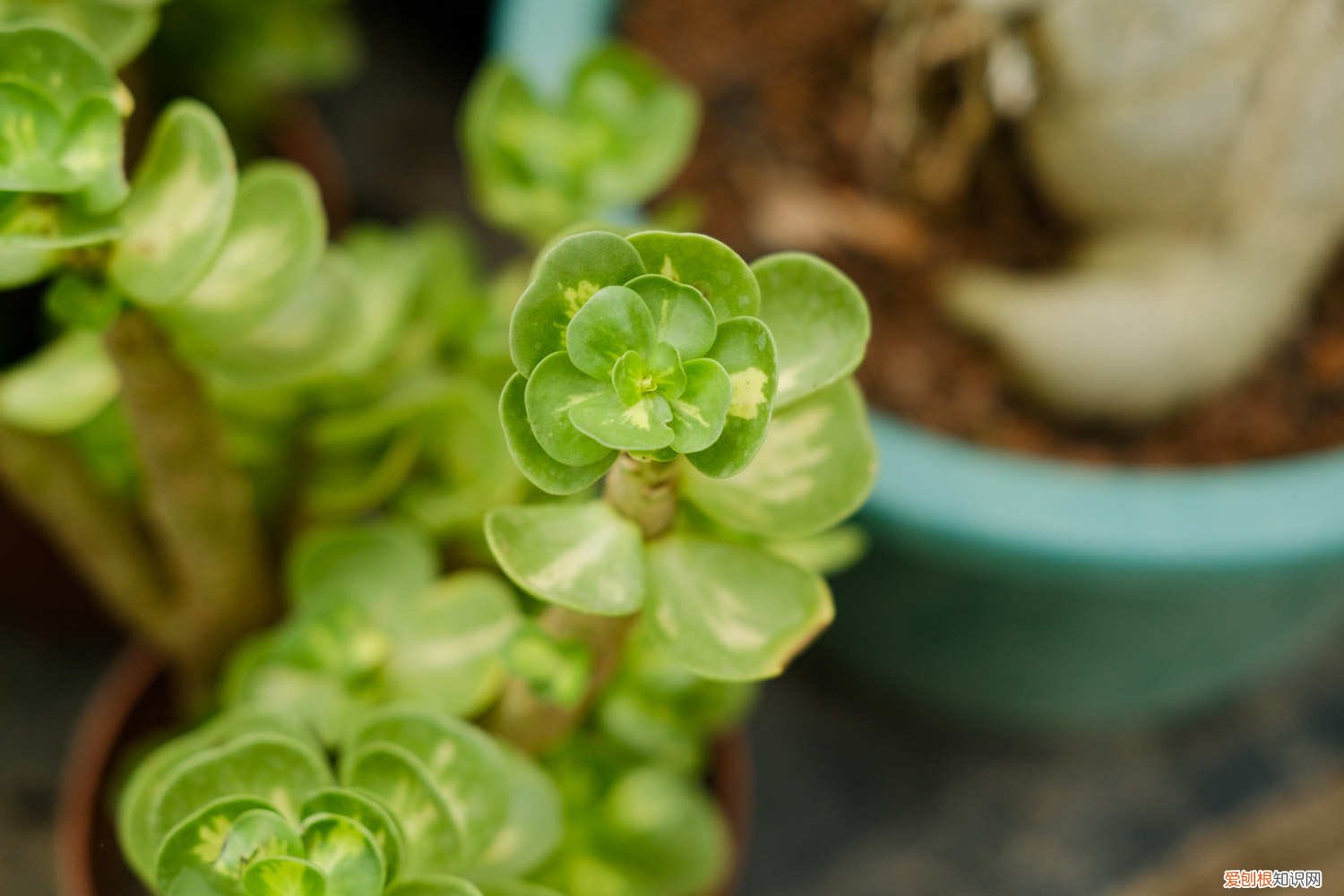 金钱木发芽 金钱木如何多爆侧芽