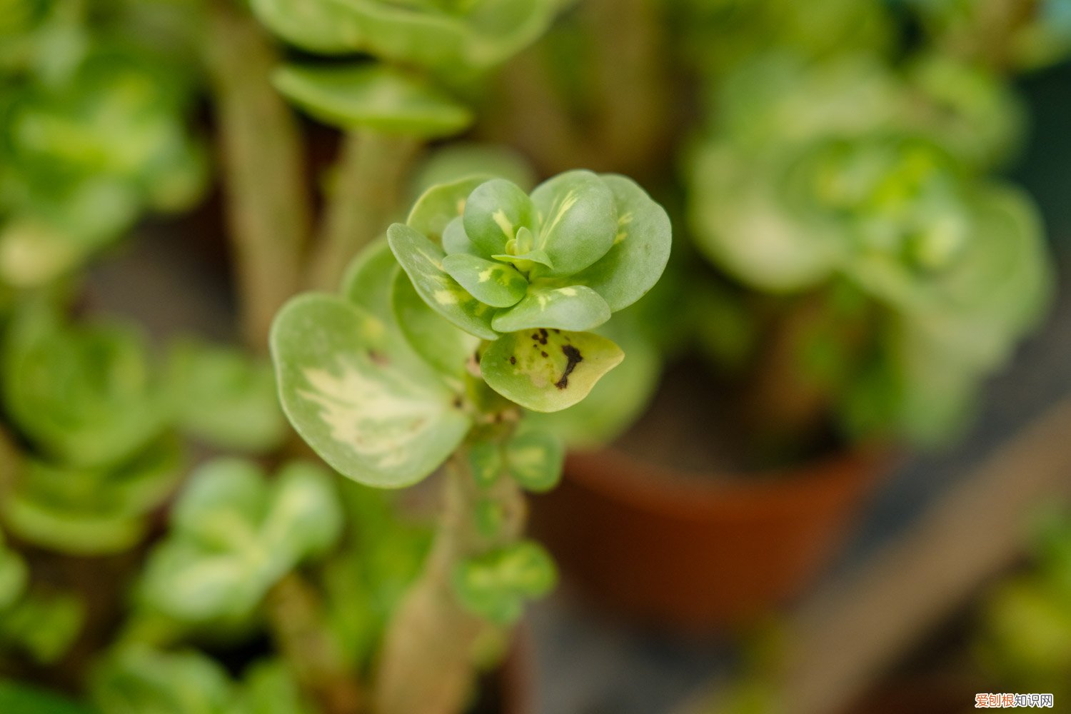 金钱木发芽 金钱木如何多爆侧芽