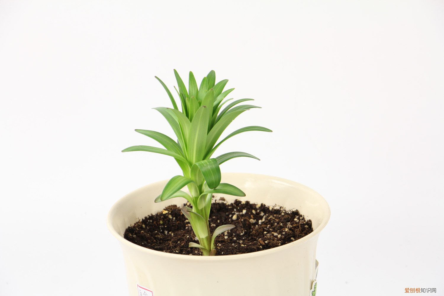 百合花啥时候种最好 百合花什么时候种最合适