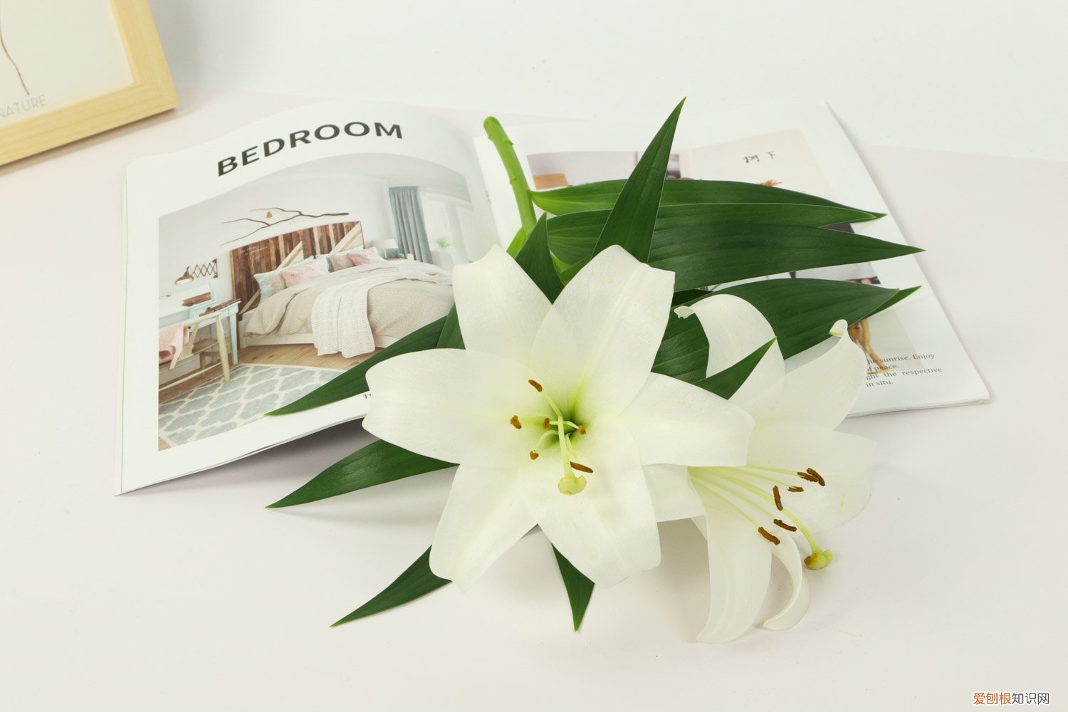 百合花啥时候种最好 百合花什么时候种最合适