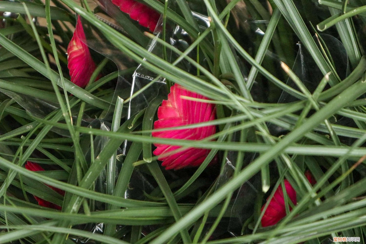 铁兰的养殖方法和注意事项有哪些 铁兰的养殖方法和注意事项