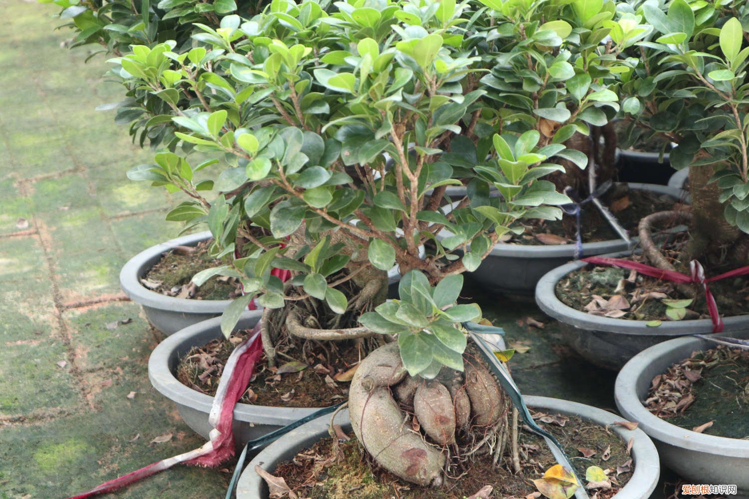 人参榕的养殖方法和注意事项盆景怎么修剪 人参榕的养殖方法和注意事项