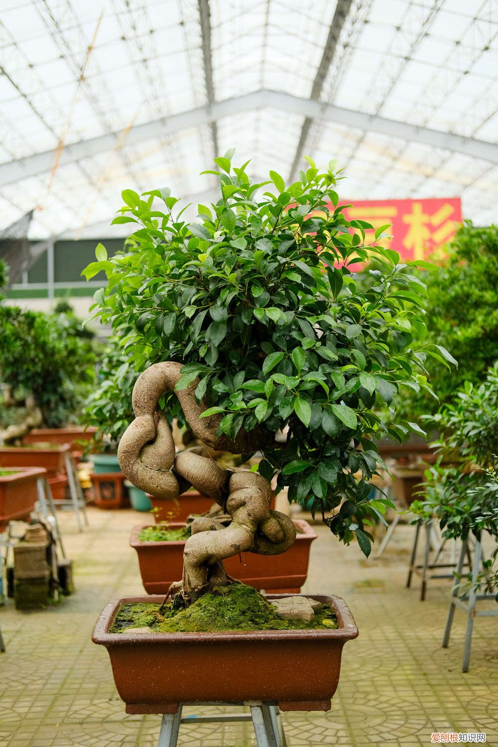人参榕的养殖方法和注意事项盆景怎么修剪 人参榕的养殖方法和注意事项
