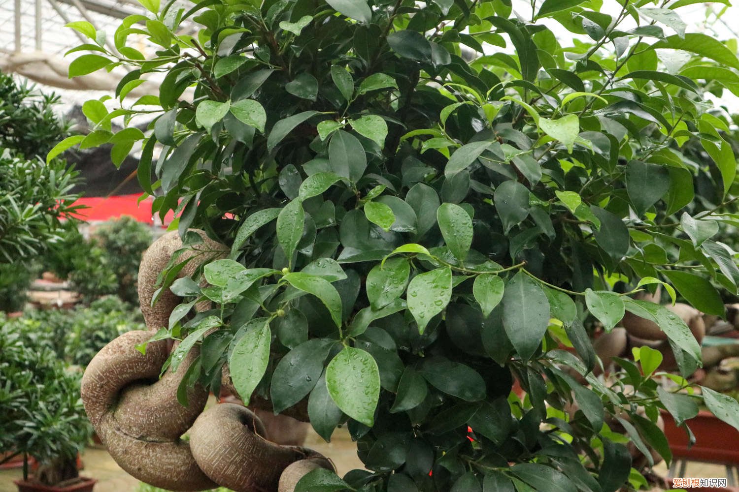 人参榕的养殖方法和注意事项盆景怎么修剪 人参榕的养殖方法和注意事项