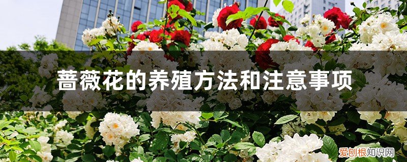 月季蔷薇花的养殖方法和注意事项 蔷薇花的养殖方法和注意事项