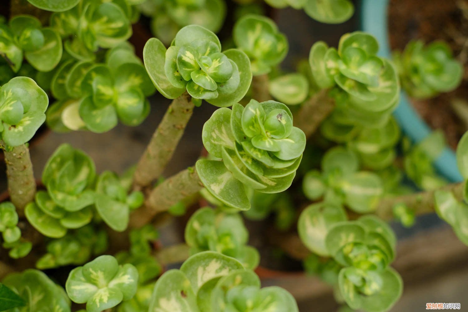 金钱树的养殖方法和注意事项 金钱木的养殖方法和注意事项