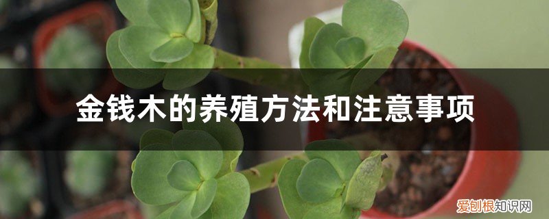 金钱树的养殖方法和注意事项 金钱木的养殖方法和注意事项