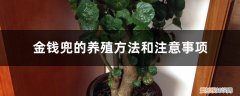 花卉金钱兜的养殖方法和注意事项 金钱兜的养殖方法和注意事项