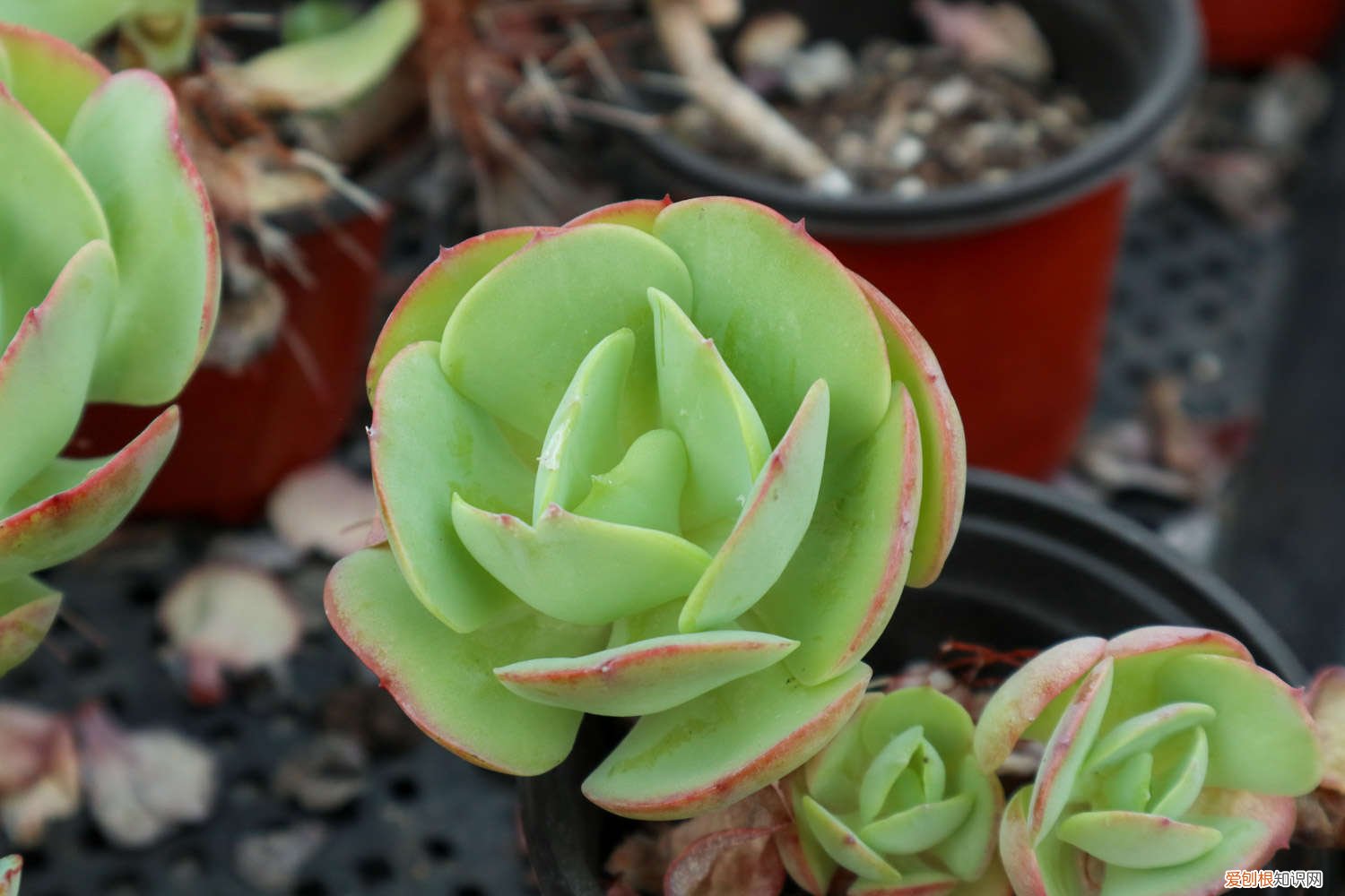 多肉能种沙子里吗 工地上的沙子能种多肉