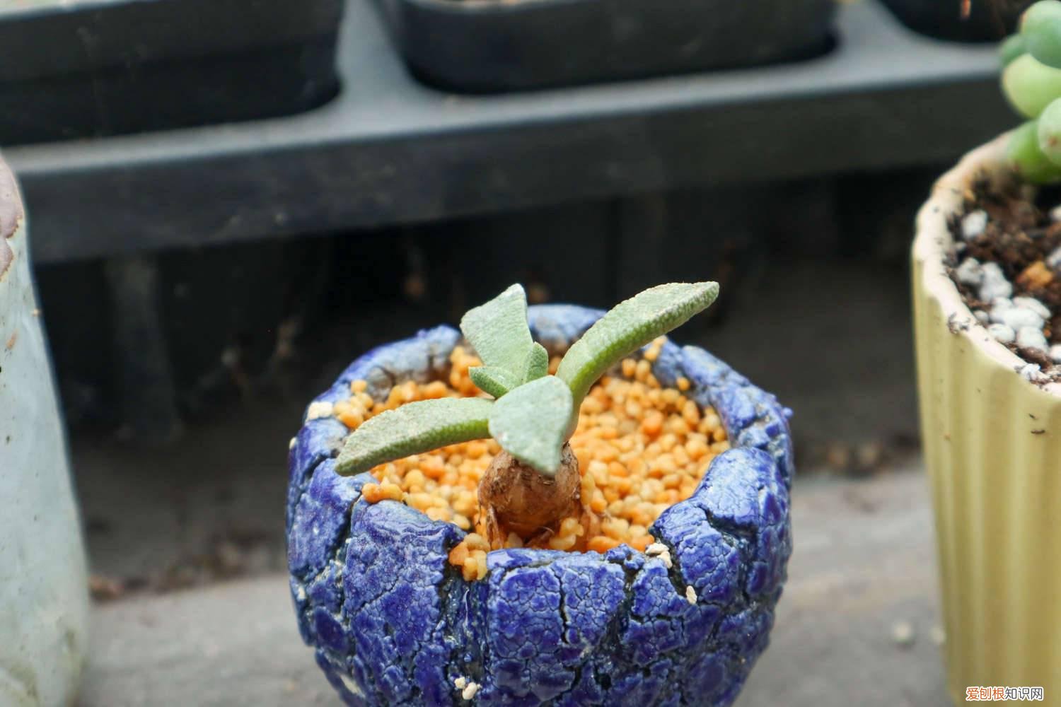 多肉能种沙子里吗 工地上的沙子能种多肉