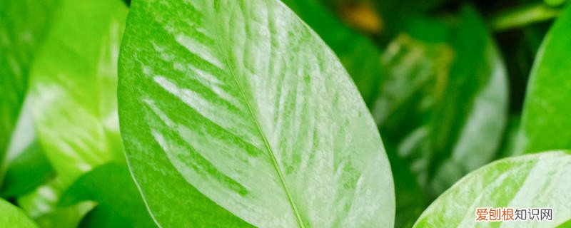 一个鸡蛋就可以让绿萝疯长,让绿萝疯长的妙招有哪些 一个鸡蛋就可以让绿萝疯长，让绿萝疯长的妙招