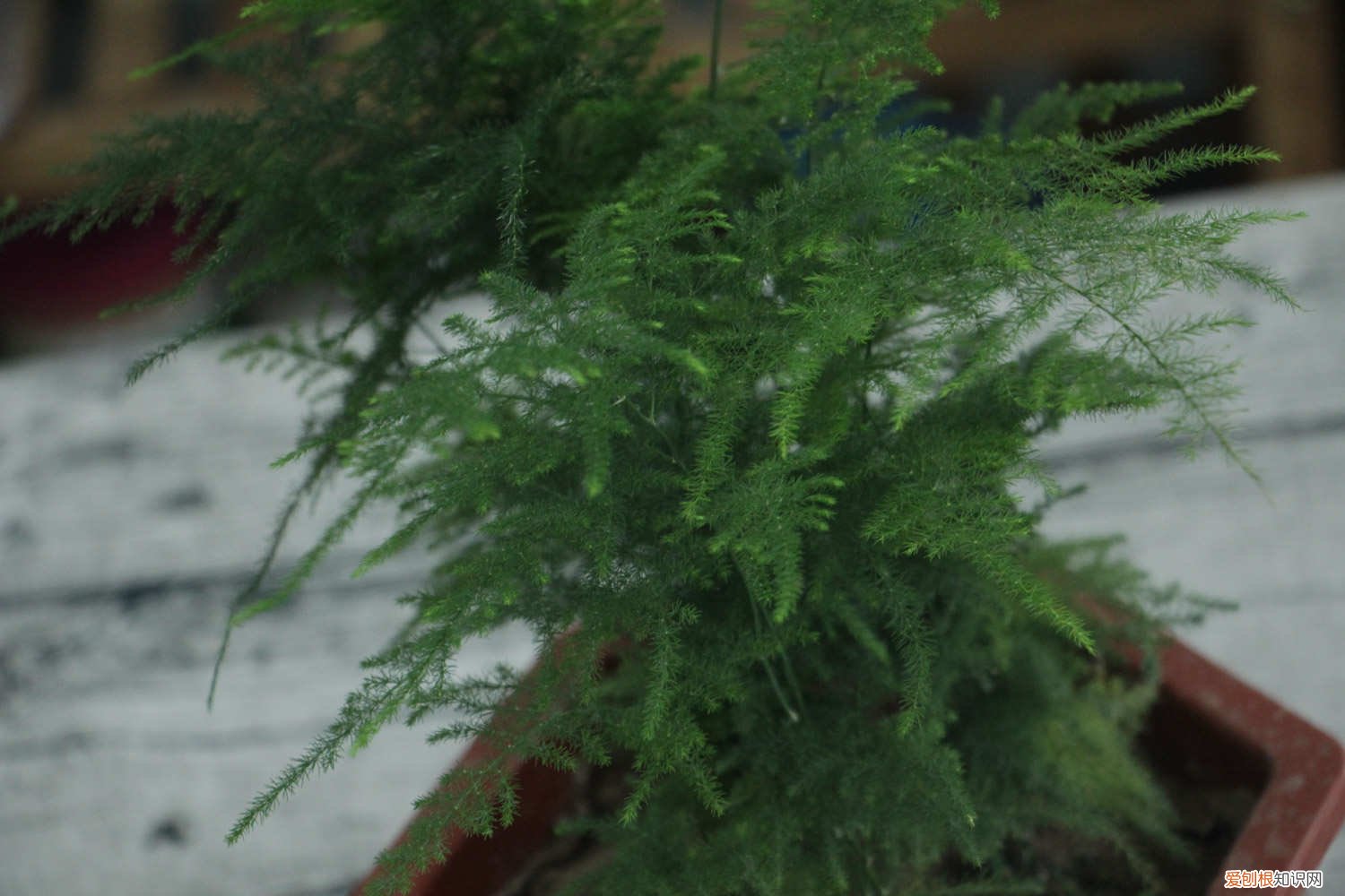 文竹黄叶后应该怎么处理 文竹黄叶了怎么补救