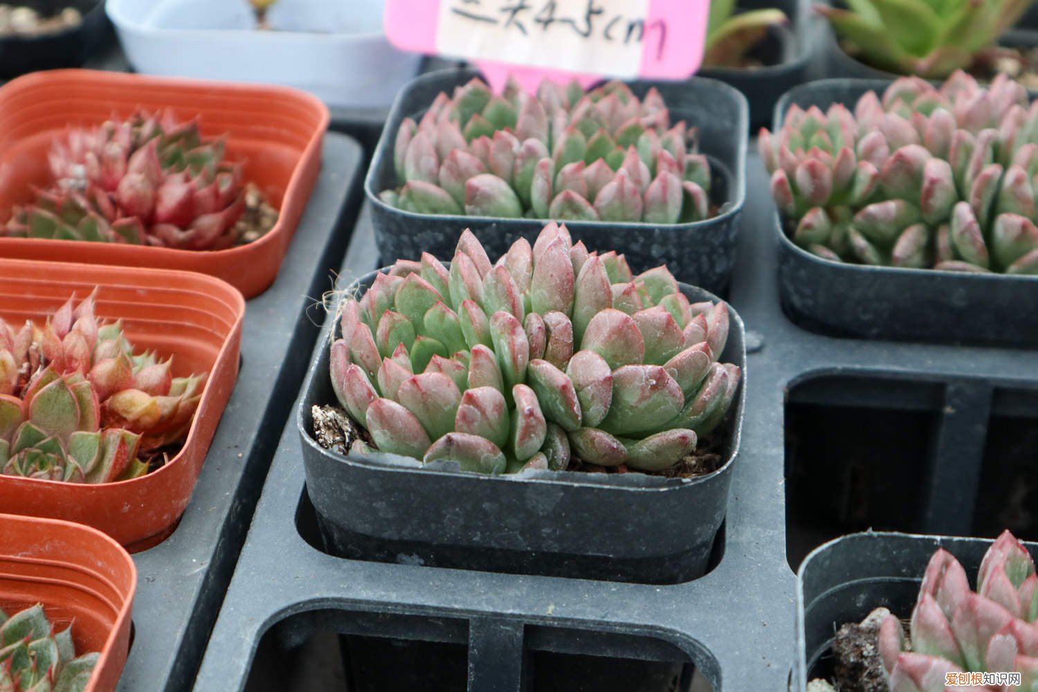 如何养多肉红宝石 多肉植物红宝石怎么养