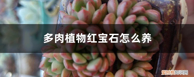 如何养多肉红宝石 多肉植物红宝石怎么养