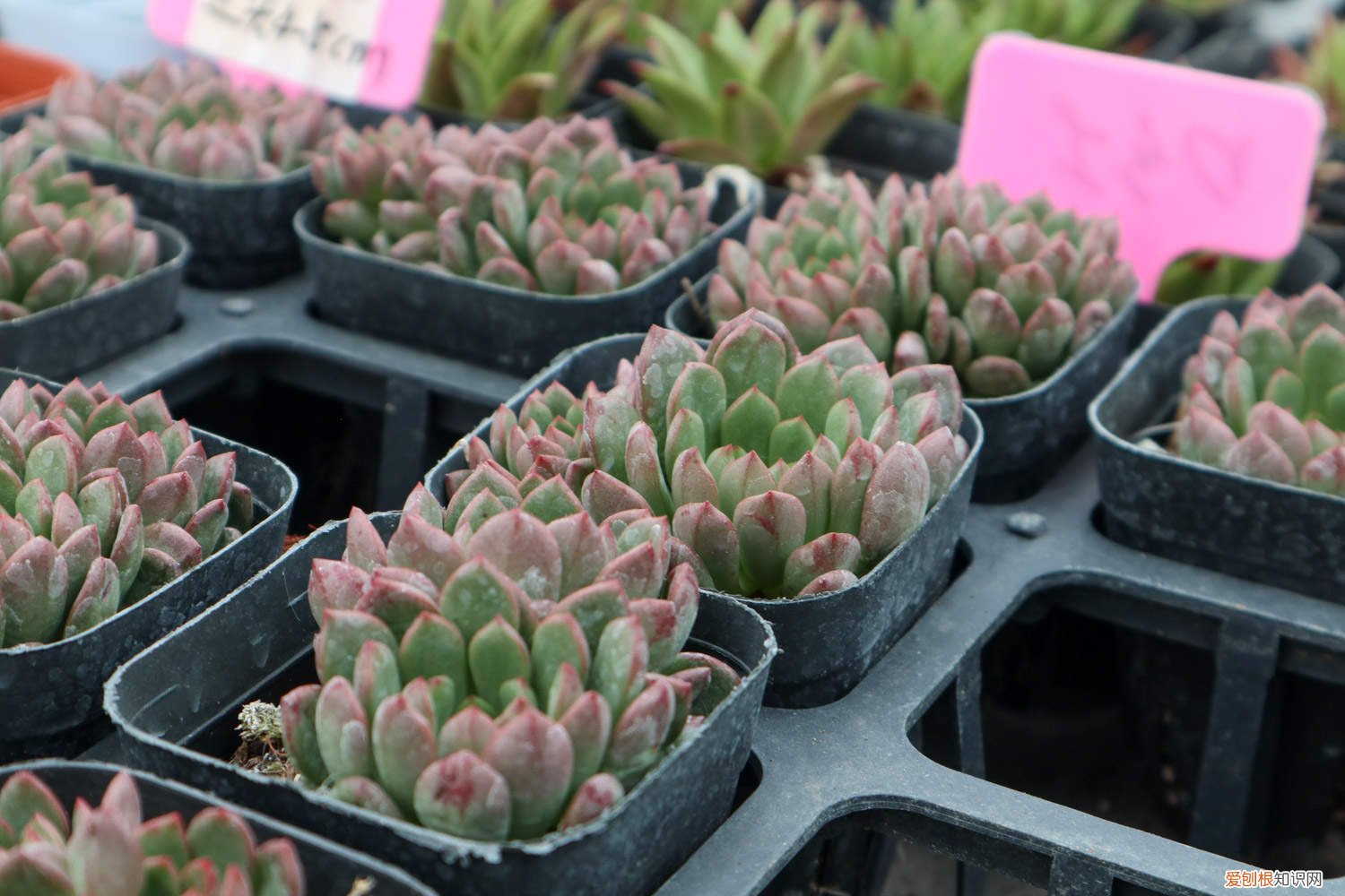 如何养多肉红宝石 多肉植物红宝石怎么养