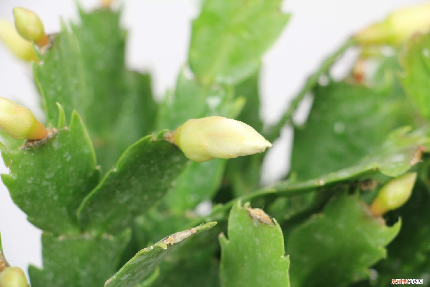 鸡蛋壳可以养蟹爪兰吗 蟹爪兰能用鸡蛋壳肥吗