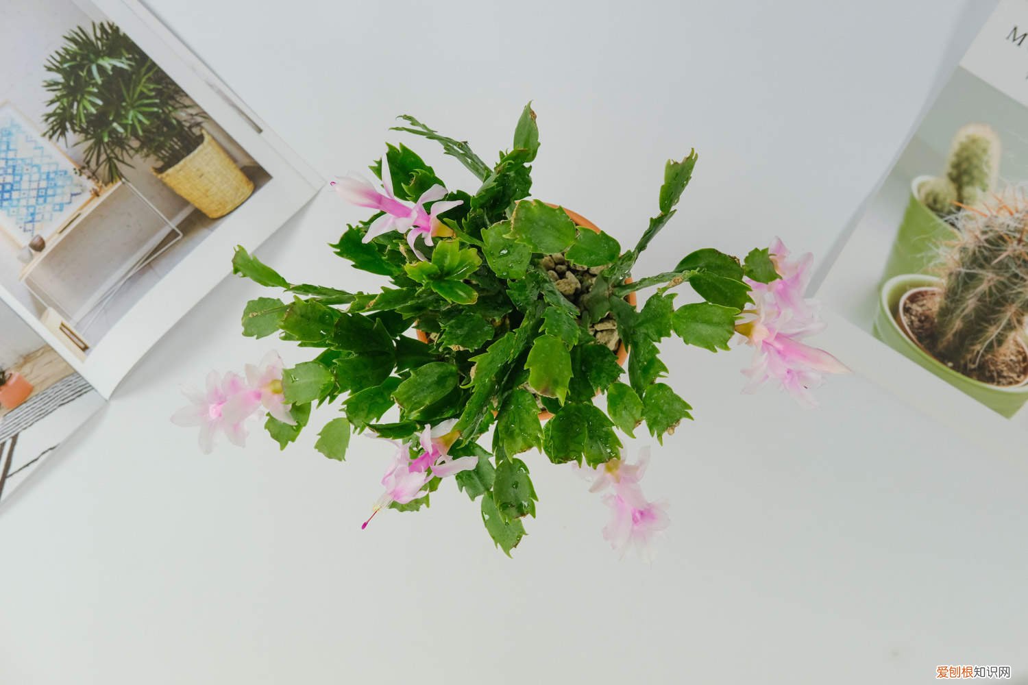 鸡蛋壳可以养蟹爪兰吗 蟹爪兰能用鸡蛋壳肥吗