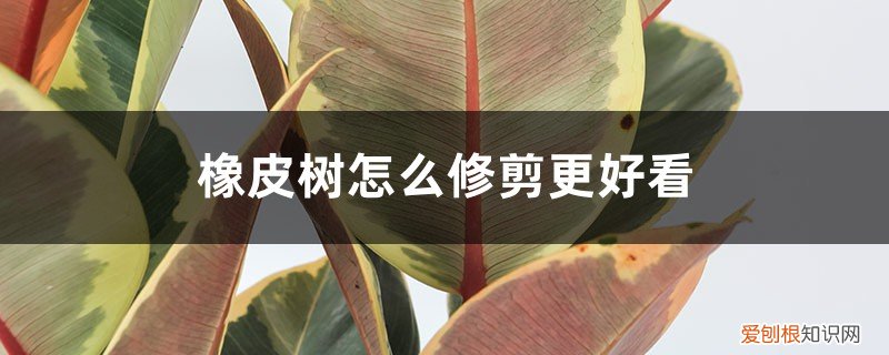 橡皮树怎么修剪更好看图片 橡皮树怎么修剪更好看