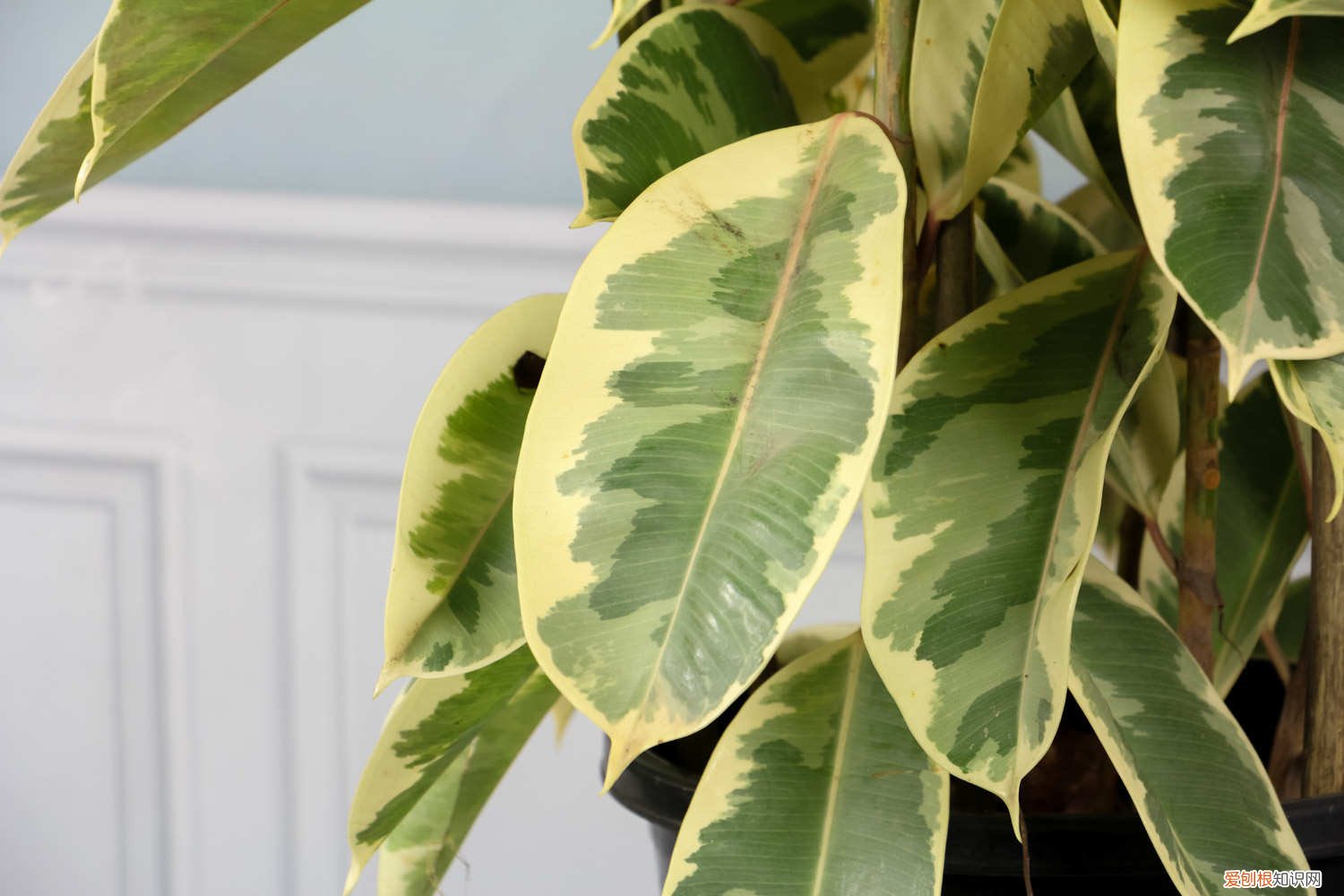 橡皮树怎么修剪更好看图片 橡皮树怎么修剪更好看