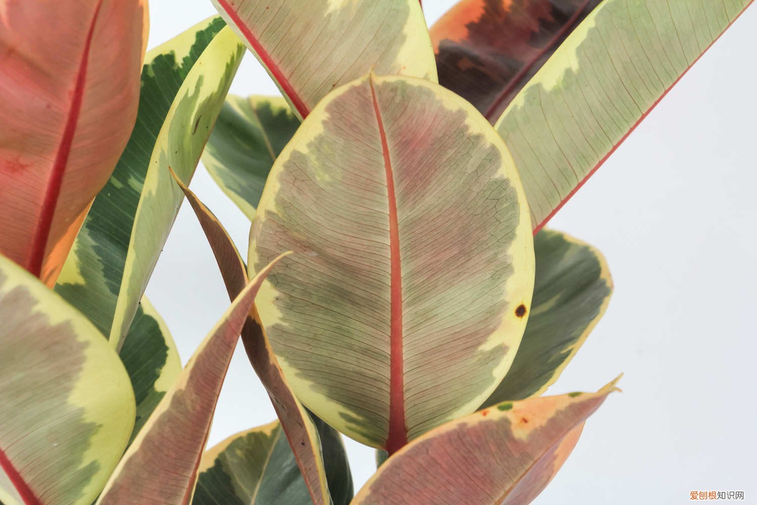 橡皮树怎么修剪更好看图片 橡皮树怎么修剪更好看