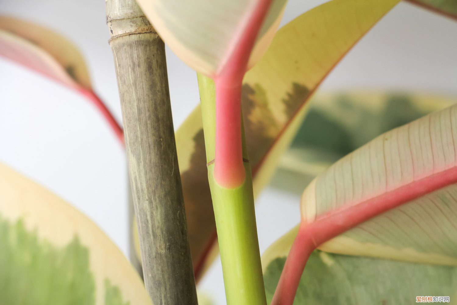 橡皮树怎么修剪更好看图片 橡皮树怎么修剪更好看